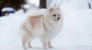 Біла собака: пухнасті собаки білого кольору