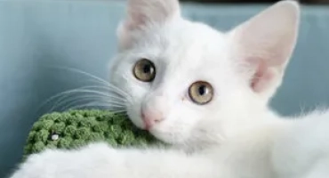 Назва білого кошеня
